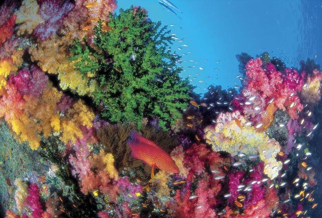 The Great Barrier Reef itself is full of colour and wonder. ©  SW